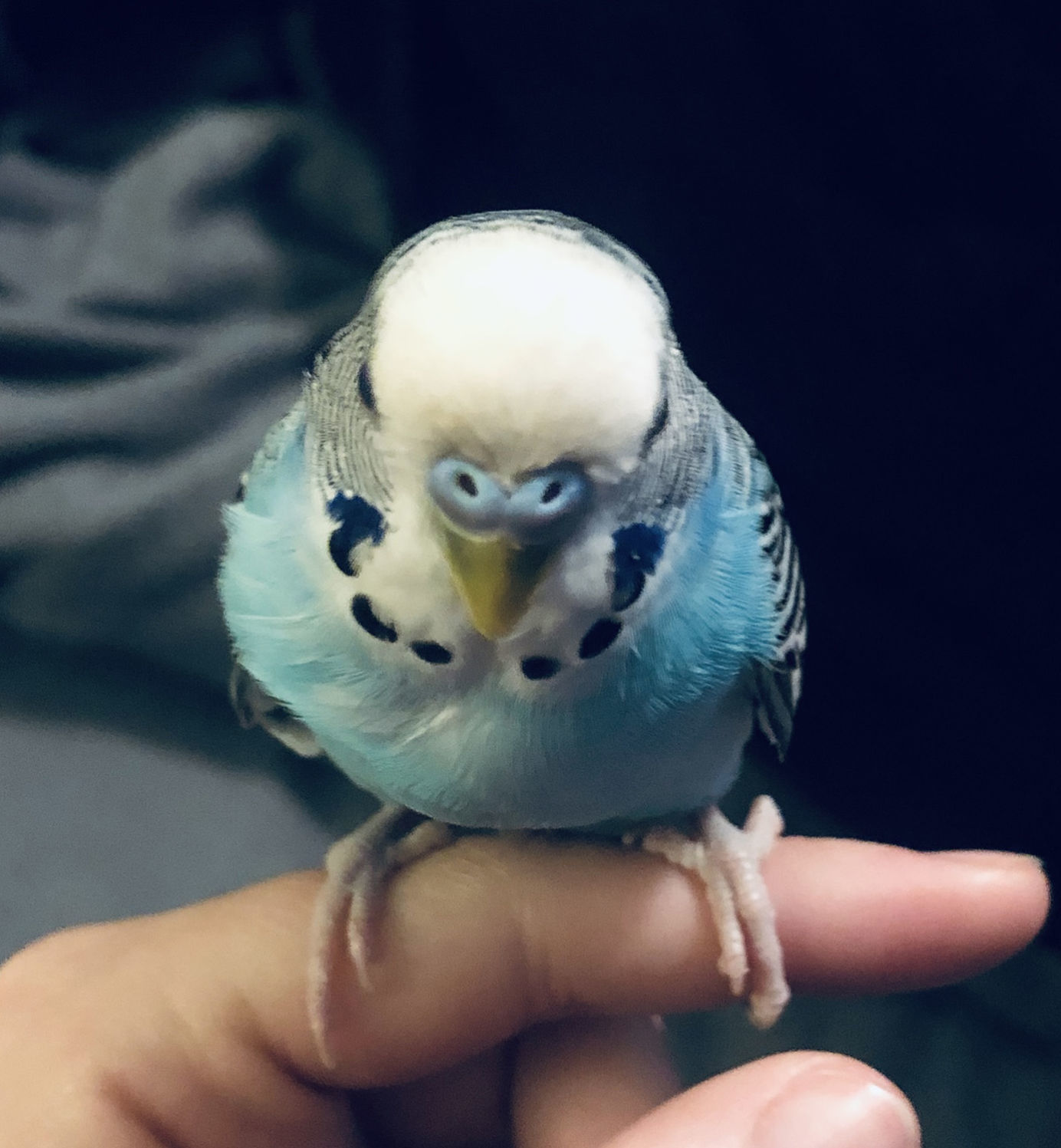 Pic of the Litter: Liam